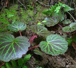 Saxifraga extract