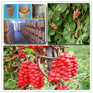 Schisandra chinensis Extract