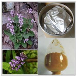 Scutellaria indica extract