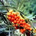 Sea Buckthorn Seed CO2 Extract