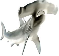 Shark cartilage