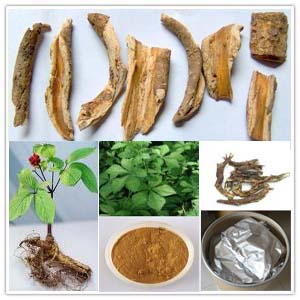 Siberian Ginseng Extract(Eleuthero extract)