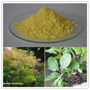 Smoke Tree Extract