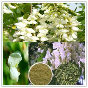 Sophora Japonica Extract