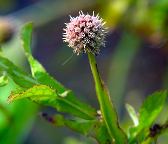 Sphaeranthus Indicus Extract