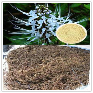 Spicate Clerodendranthus Extract