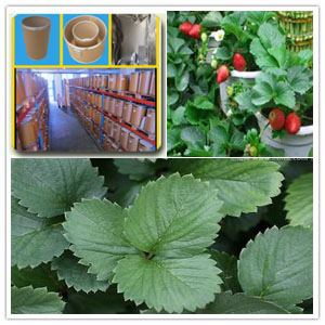 Strawberry Leaf Extract