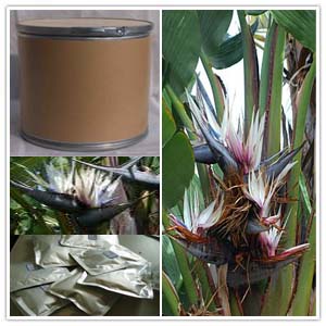 Strelitzia Nicolai Extract