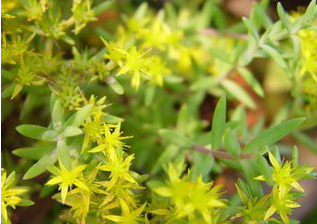 Stringy Stonecrop Herb Extract