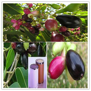 Syzygium Cumini Extract