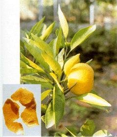 Tangerine Peel  extract (Pericarpium citri reticulatae extract)