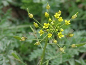 Tansymustard Seed Extract