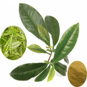 Tea polyphenol