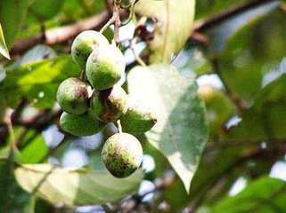 Terminalia Chebula Extract