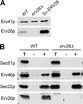 Thermosensitive Alkaline Phosphatase