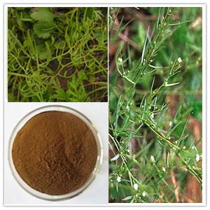 Thesium Chinense Extract