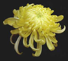 Tibetan Chrysanthemum flower extract