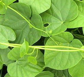 Tinospora Cordifolia Extract