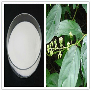 Triperygium wilfordii Extract