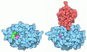 Trypsin