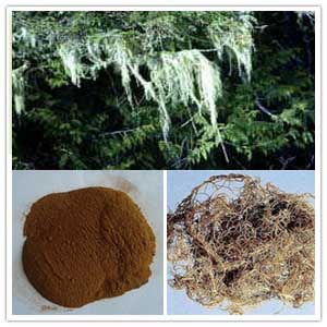 Usnea Longissima Extract