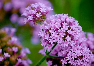 Verbena Herbs Extract