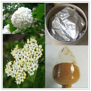 Viburnum Extract