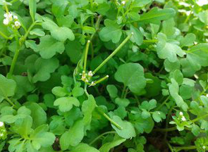 Watercress extract