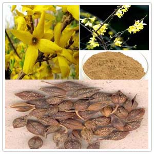 Weeping Forsythia Extract