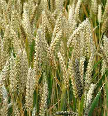 Wheat Germ Oil