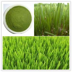 Wheat grass Extract