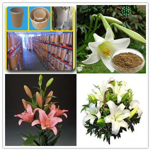 White Lily Extract