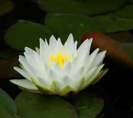 White Waterlily Extract