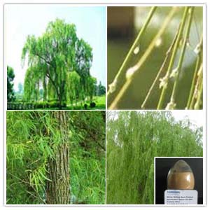 White Willow Bark Extract