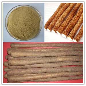 Wild Yam Extract