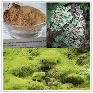 Xanthoparmelia Scabrosa extract