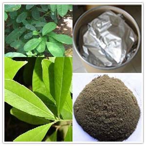 Yerba Mate Extract