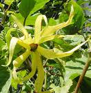 Ylang-Ylang Essential Oil