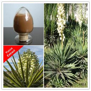 Yucca Extract