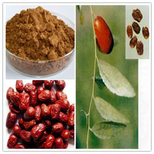 Ziziphus Jujuba Extract