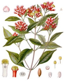 Clove oil