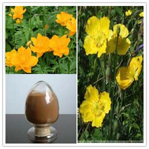 Globeflower Extract(Trollius Chinensis Extract)