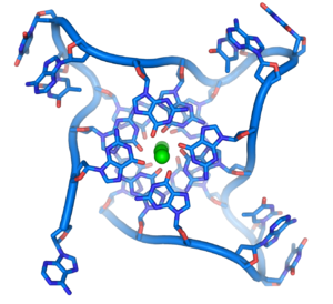 Human telomerase