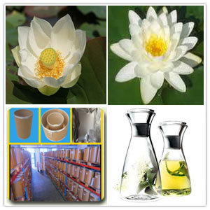 lotos (Nelumbo) essential oil