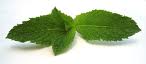 Mint tea leaves Extract