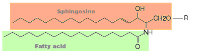 Sphingolipids